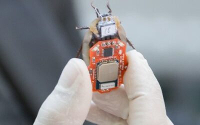 mass production of cyborg cockroaches