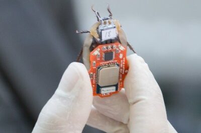 Engineers have established mass production of cyborg cockroaches