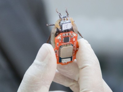 Engineers have established mass production of cyborg cockroaches