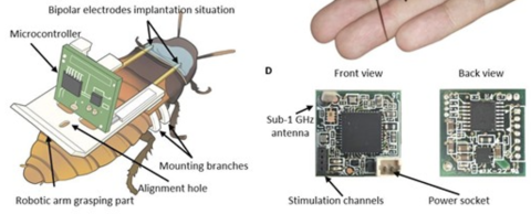 mass cyborg cockroaches