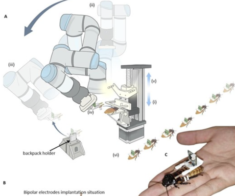 Engineers have established mass production of cyborg cockroaches