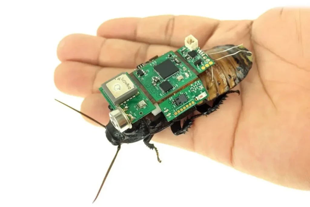 Engineers have established mass production of cyborg cockroaches