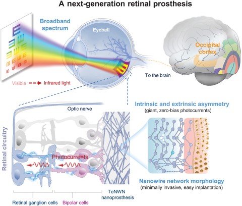 retina nanowires